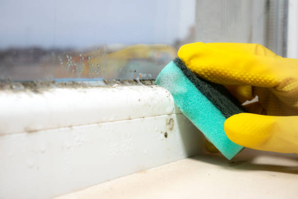 Best Commercial Mold Inspection  in Reidland, KY